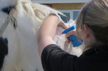 Microchipping Coloured Horses